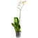 Белая орхидея Фаленопсис в горшке. Сумы